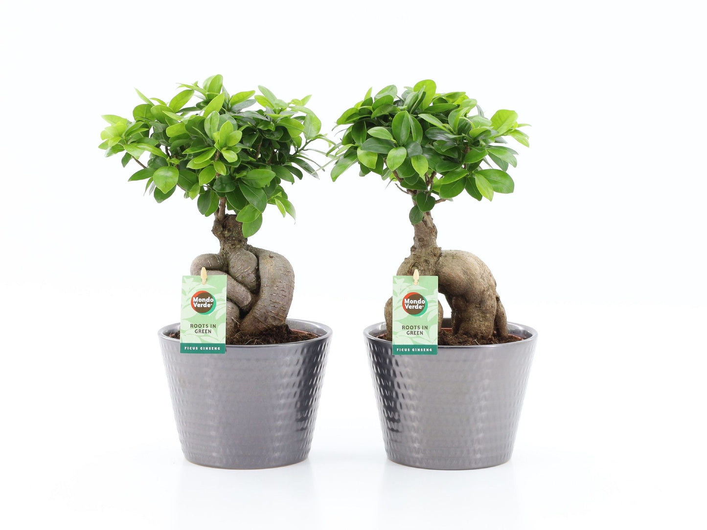 Ficus Ginseng in ceramic pot 40cm 17cm Pot
