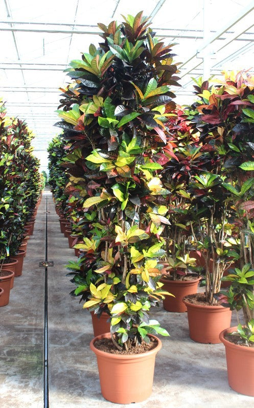 Codiaeum Mrs Iceton 250cm 55cm Pot