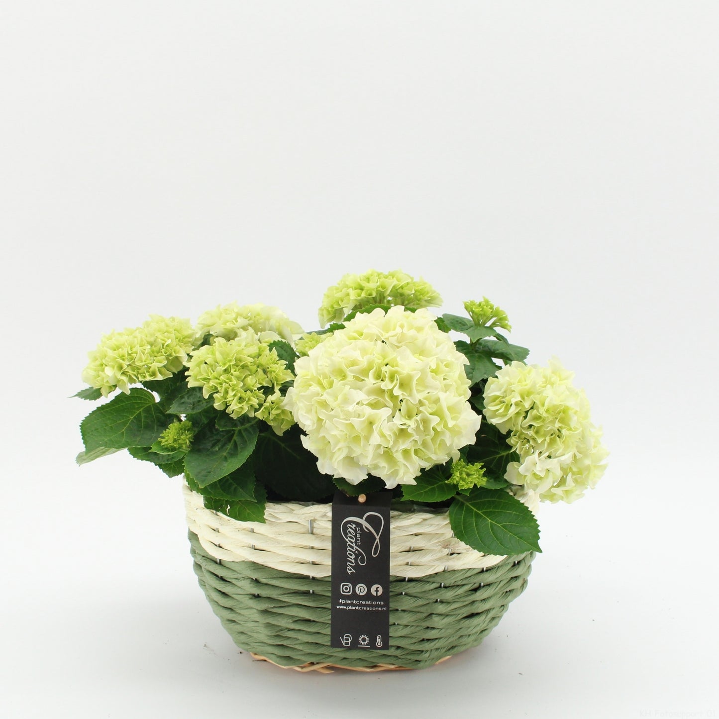 KHCR-2621W Hydrangea creatie 35cm 27cm Pot