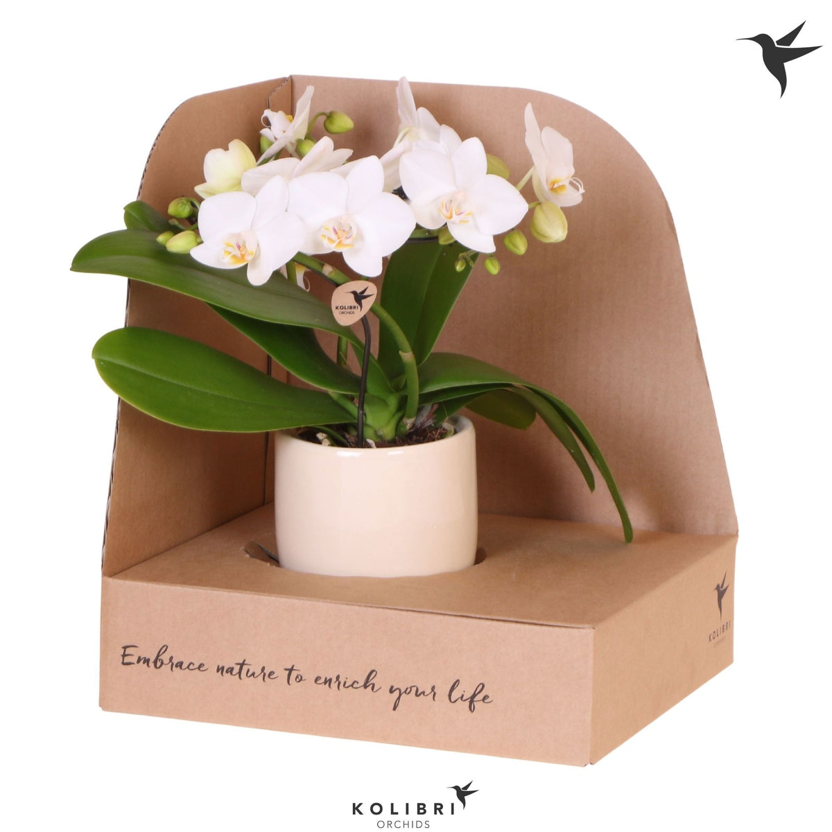 Phalaenopsis multiflora white 30cm 9cm Pot