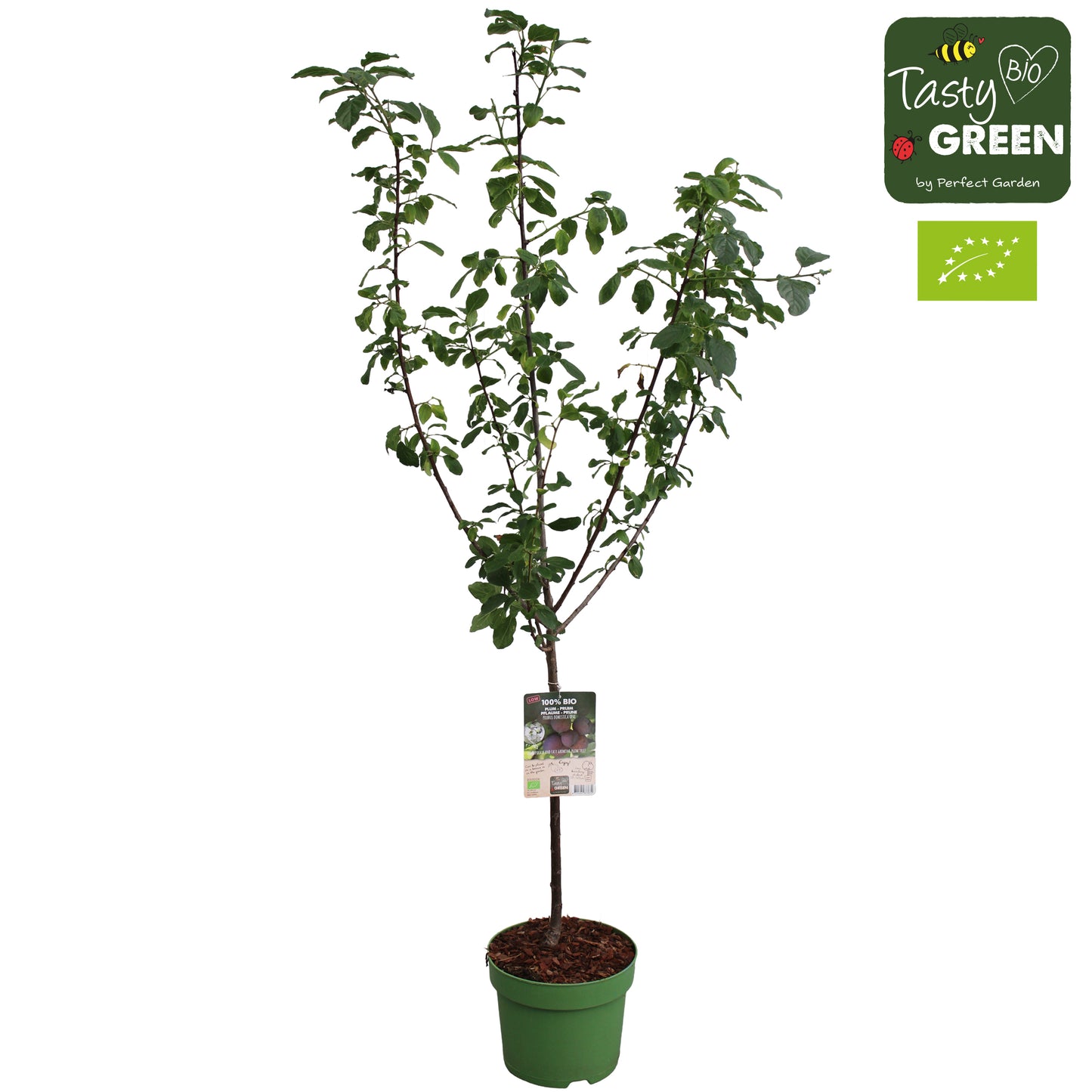 Prunus domestica Opal/Victoria (Plum) 220cm 27cm Pot