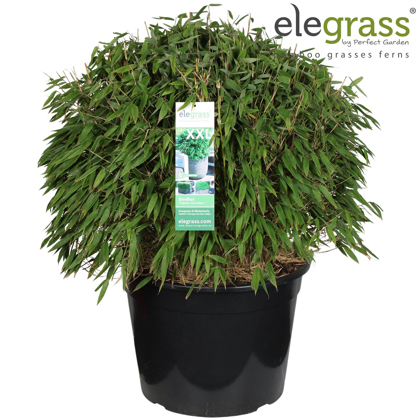 Fargesia murieliae 80cm 46cm Pot