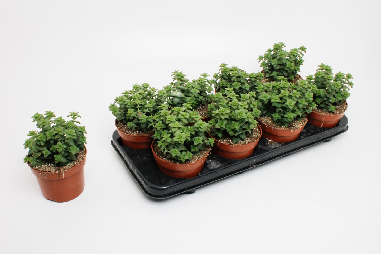 Crassula perforata 20cm 12cm Pot