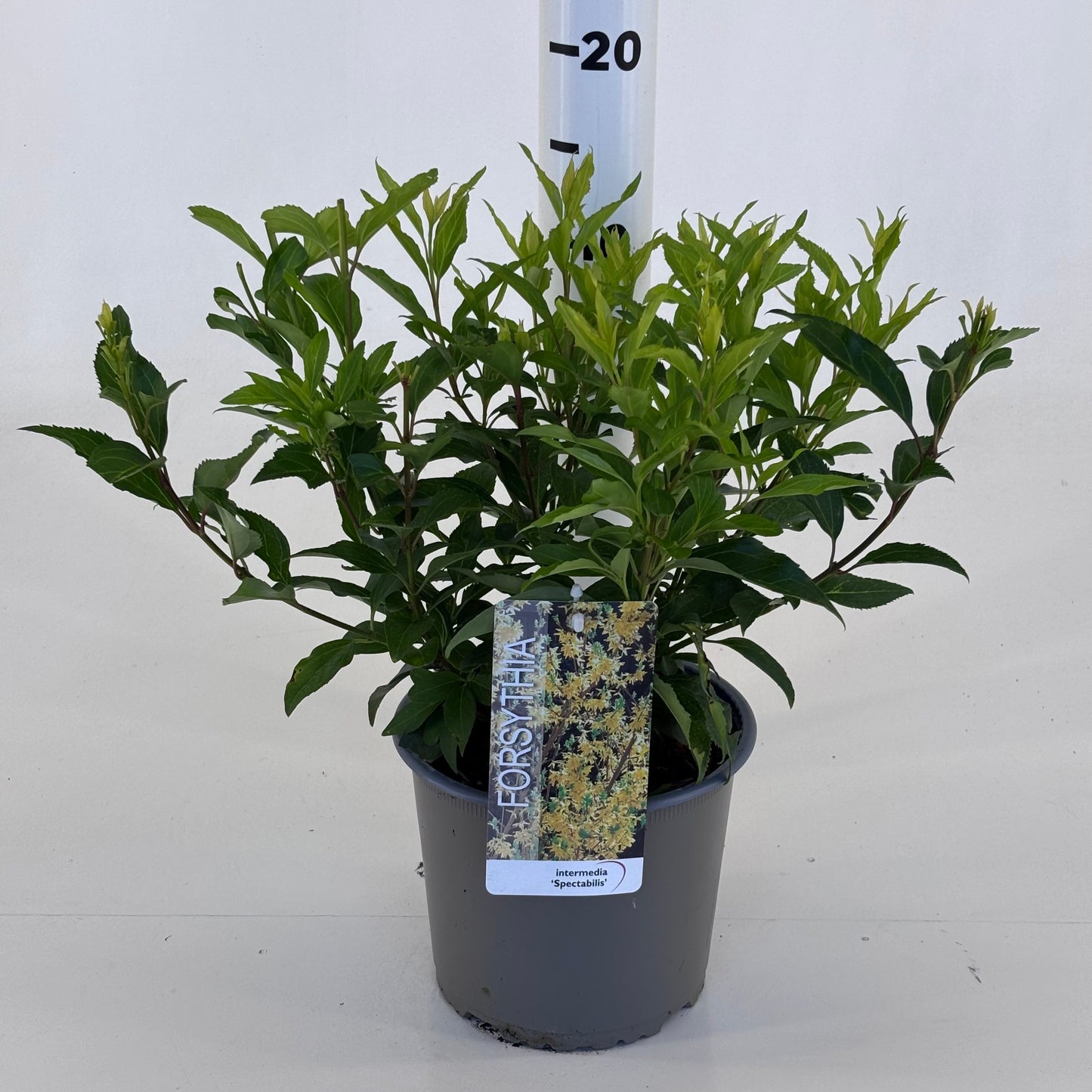 Forsythia Spectabilis 30cm 19cm Pot