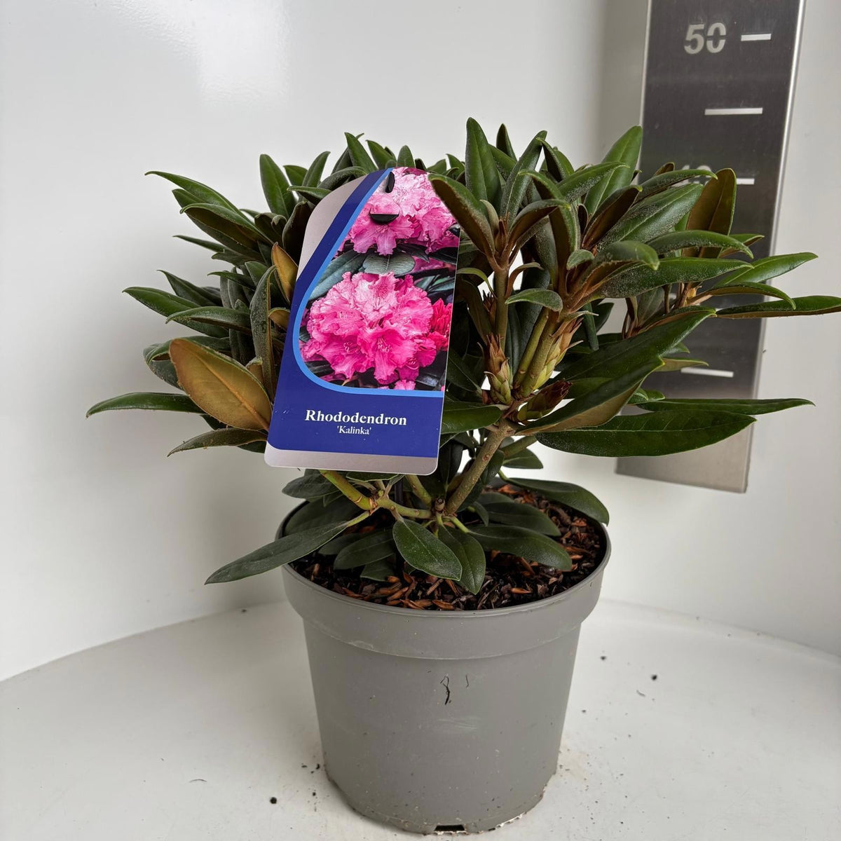 Rhododendron Kalinka 40cm 23cm Pot
