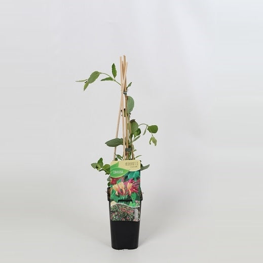 Lonicera Goldflame 60cm 14cm Pot