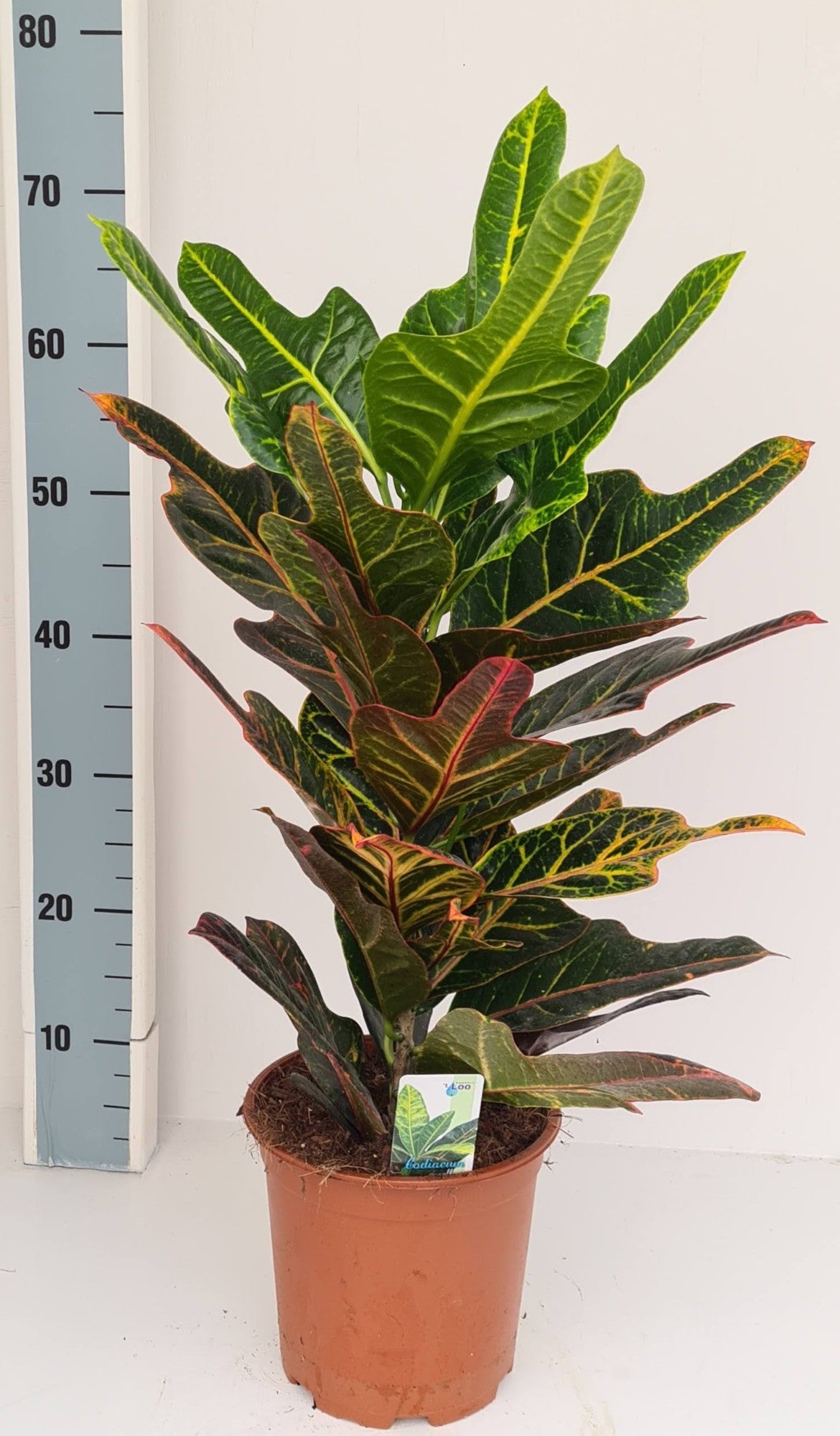 Codiaeum Excellent 55cm 19cm Pot