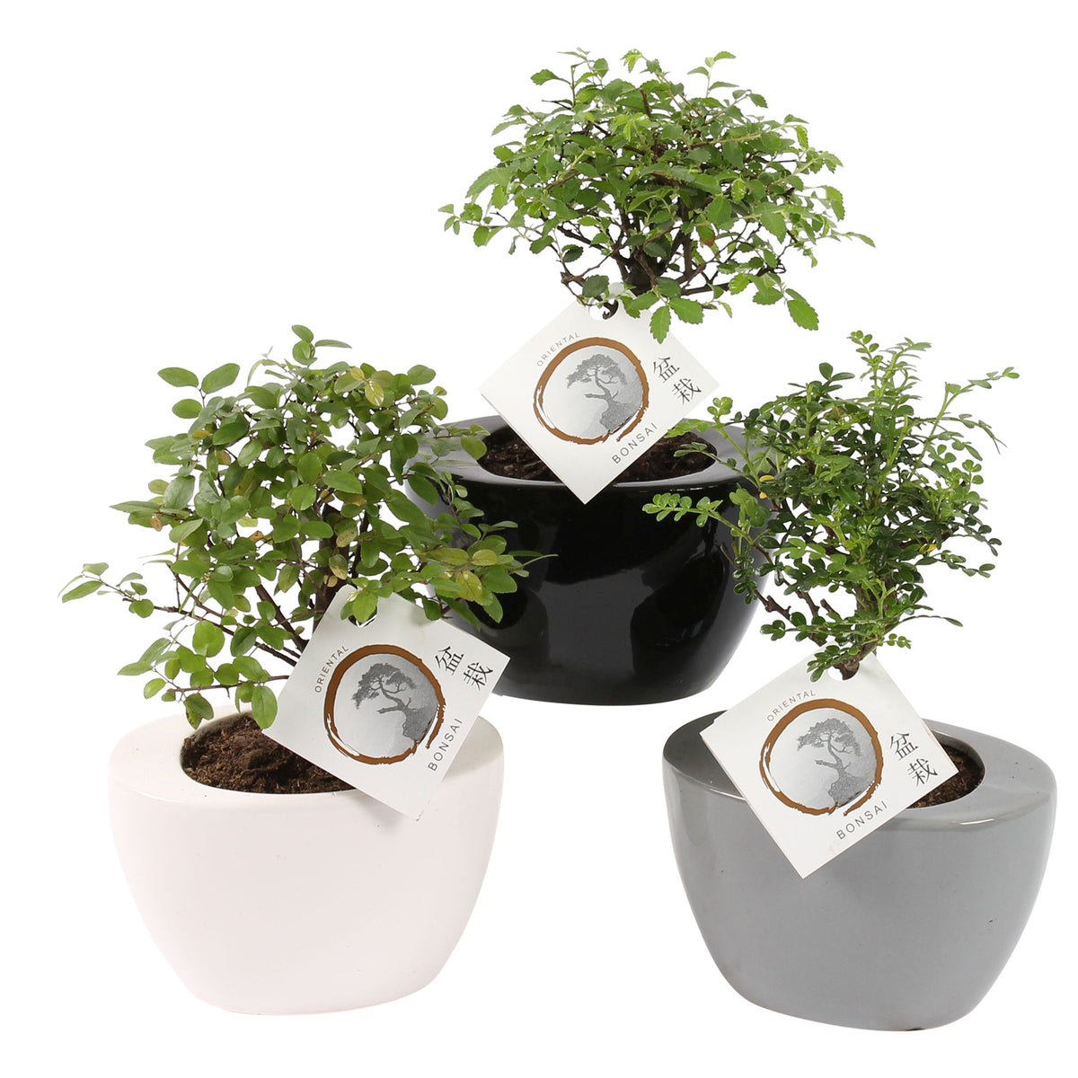 Bonsai mix 25cm 14cm Pot