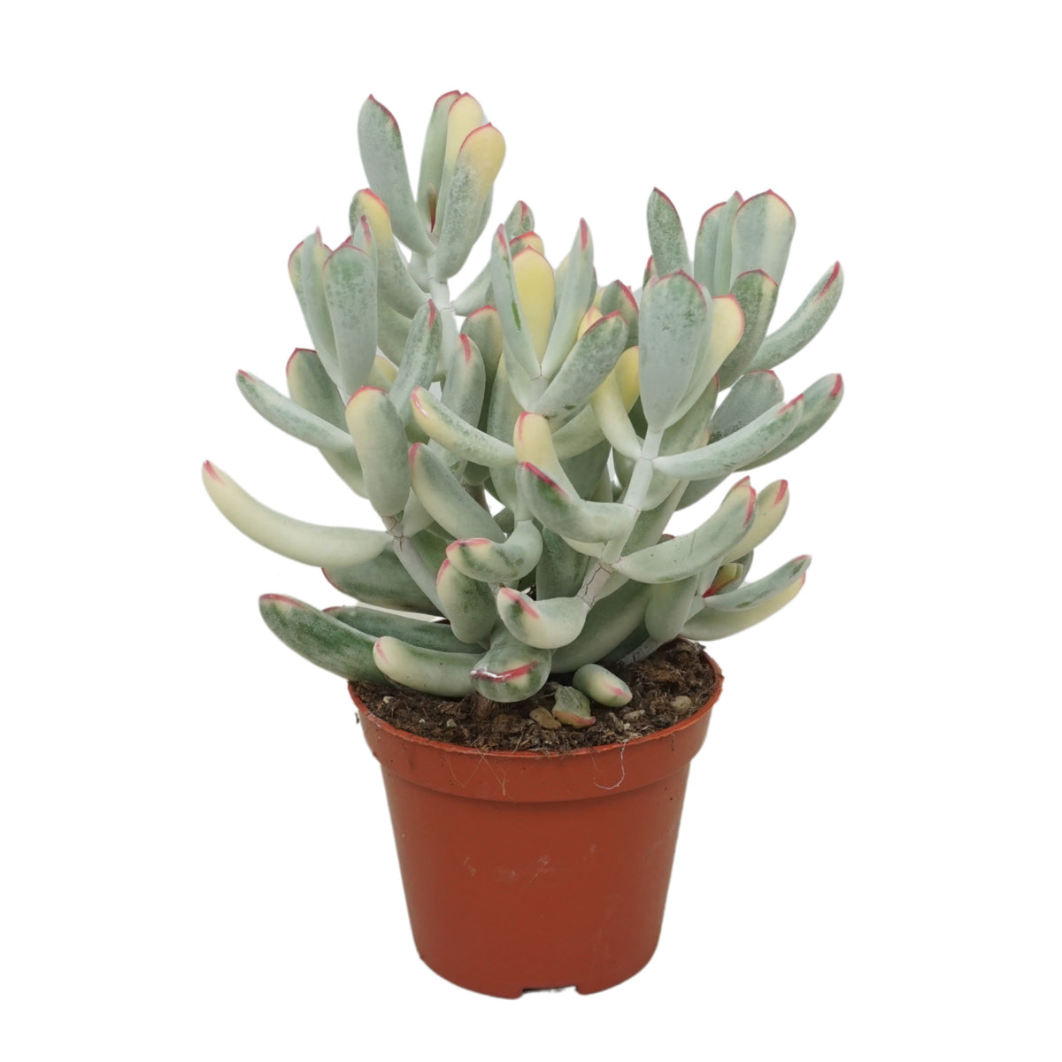 Succulent mix 16cm 8.5cm Pot