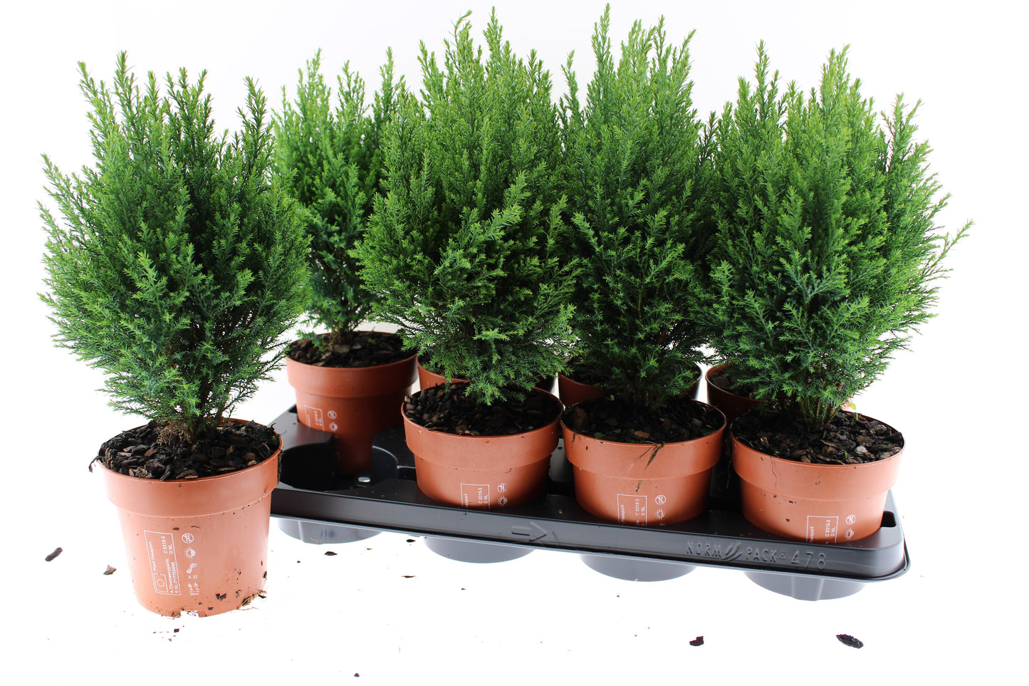Chamaecyparis Ellwoodii 40cm 13cm Pot