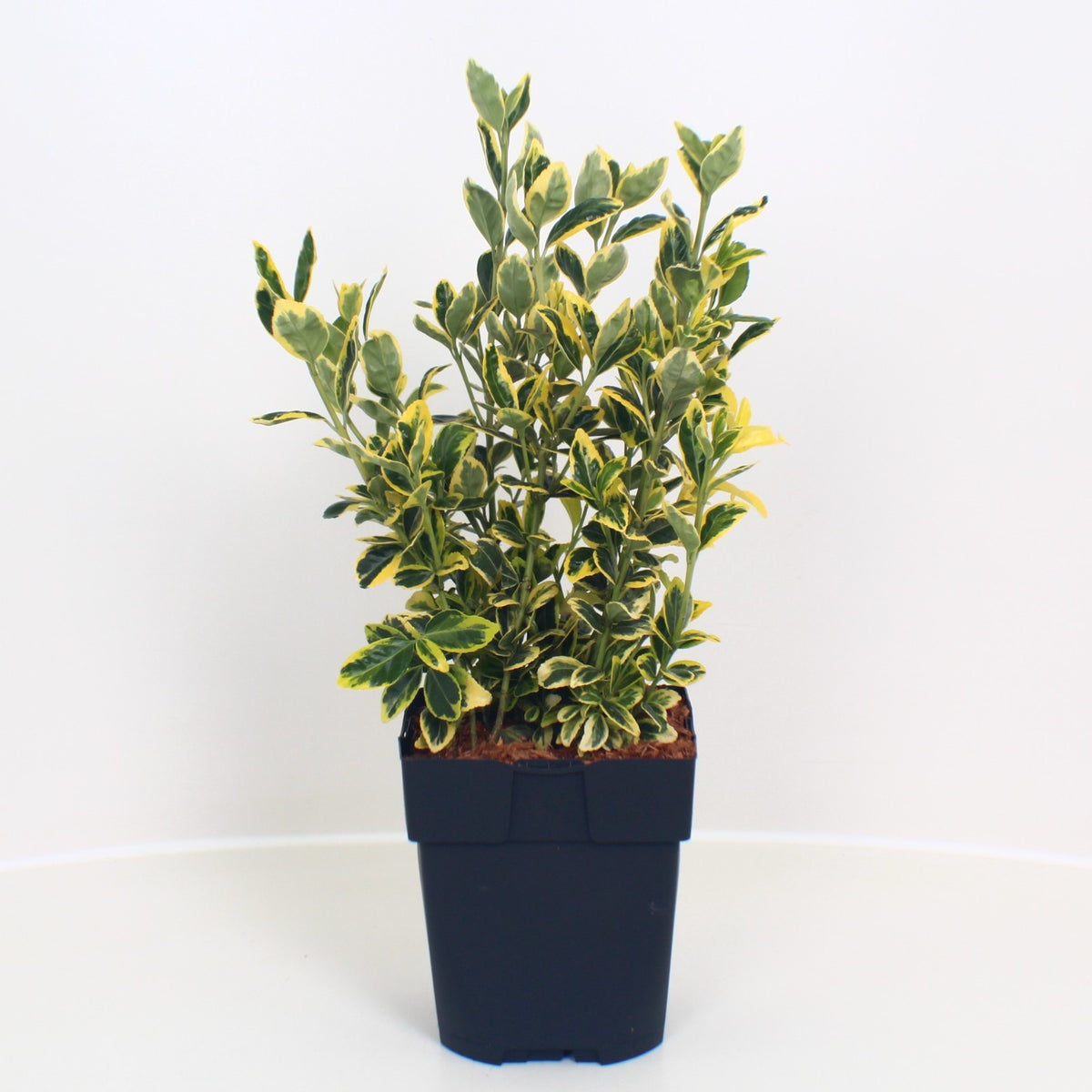 Euonymus Marieke 40cm 17cm Pot