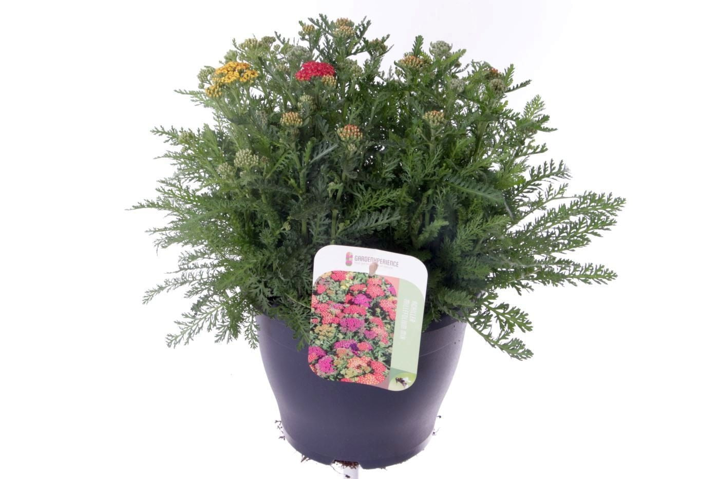 Achillea Milly Rock Yellow 40cm 23cm Pot