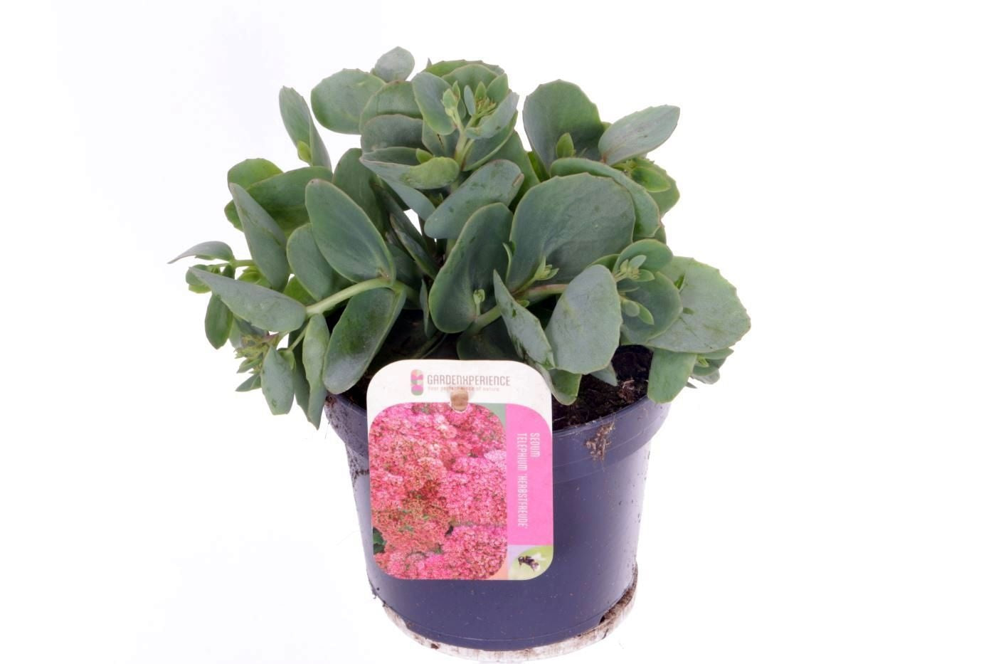 Sedum Herbstfreude 20cm 13cm Pot