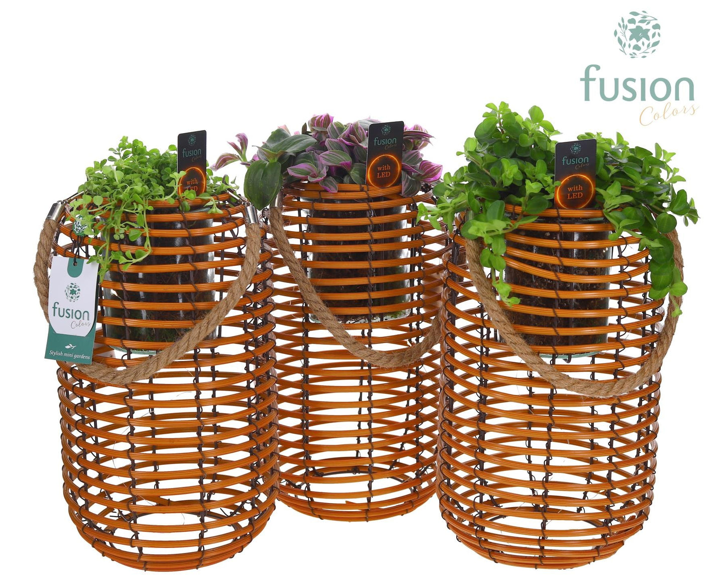 Spiraal mand Hori naturel incl. glas, hengsel en groene planten mix met 12 LED verlichting batterij 43cm 19cm Pot