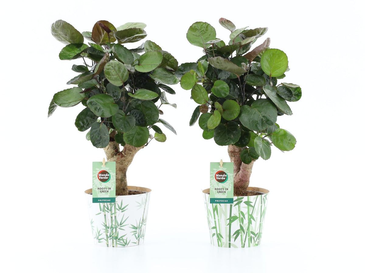 Polyscias Fabian 40cm 12cm Pot