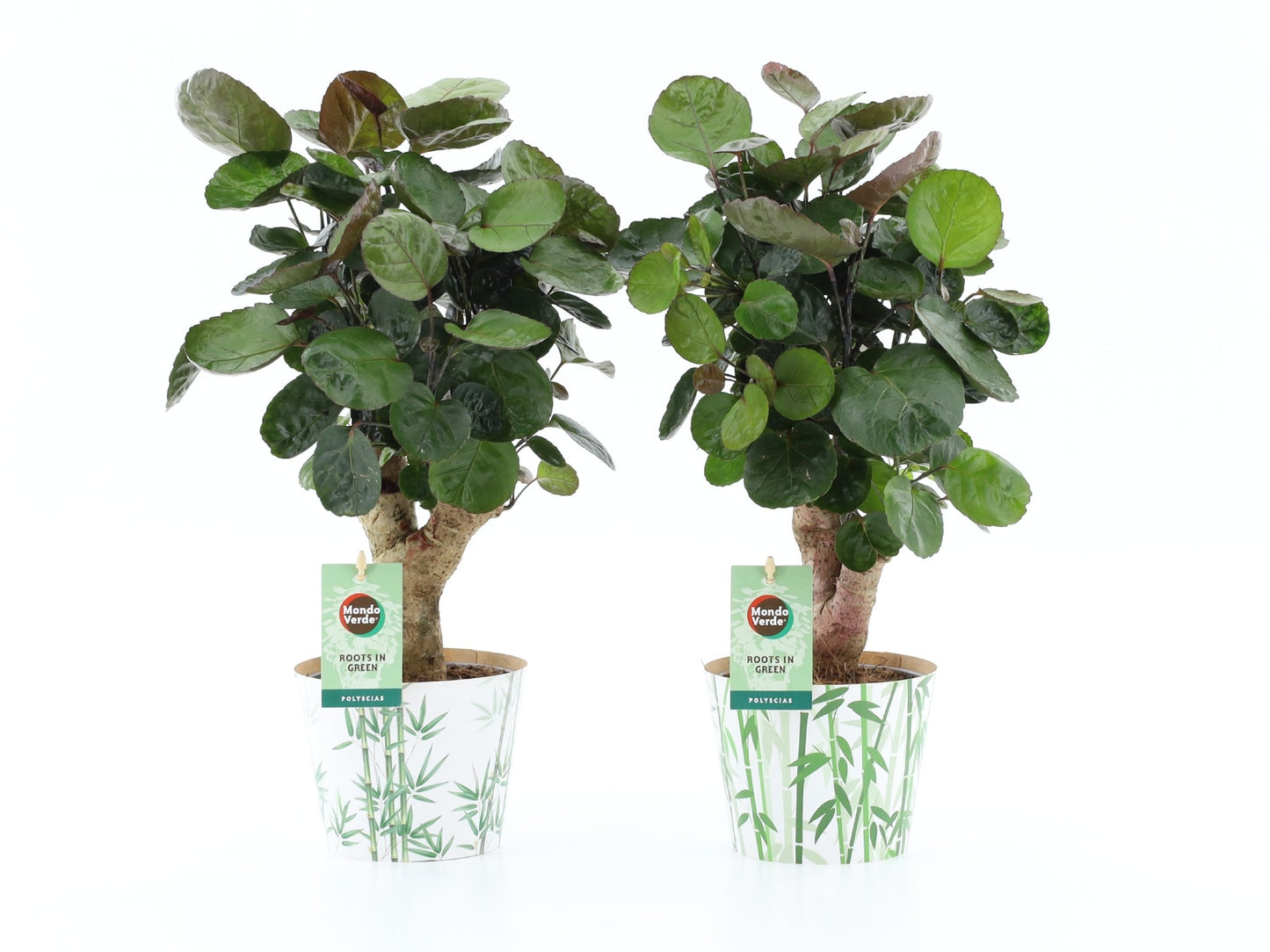 Polyscias Fabian 40cm 12cm Pot