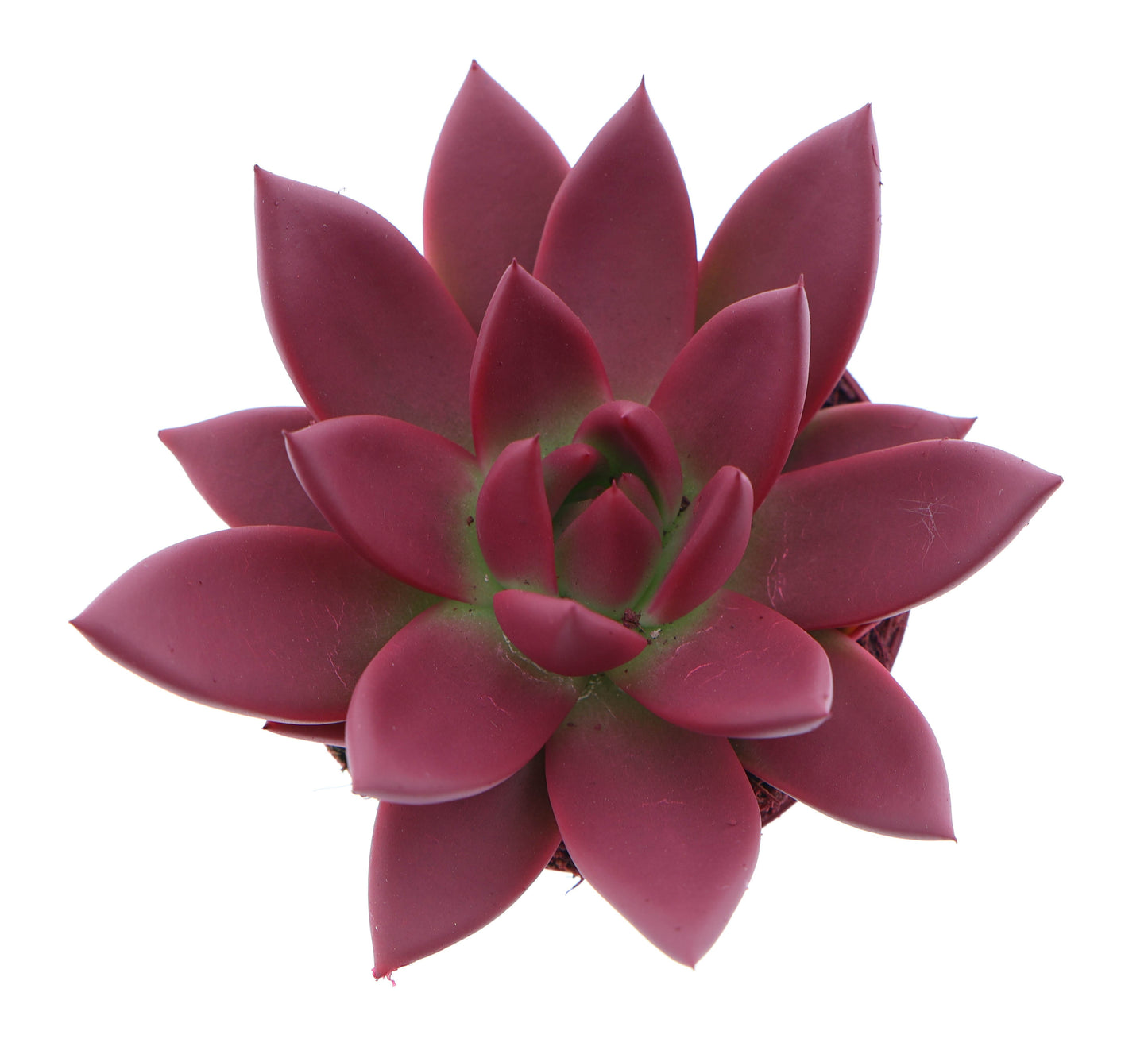 Euro Cactus Holland Bv Rainbow bordeaux red Pack of 12