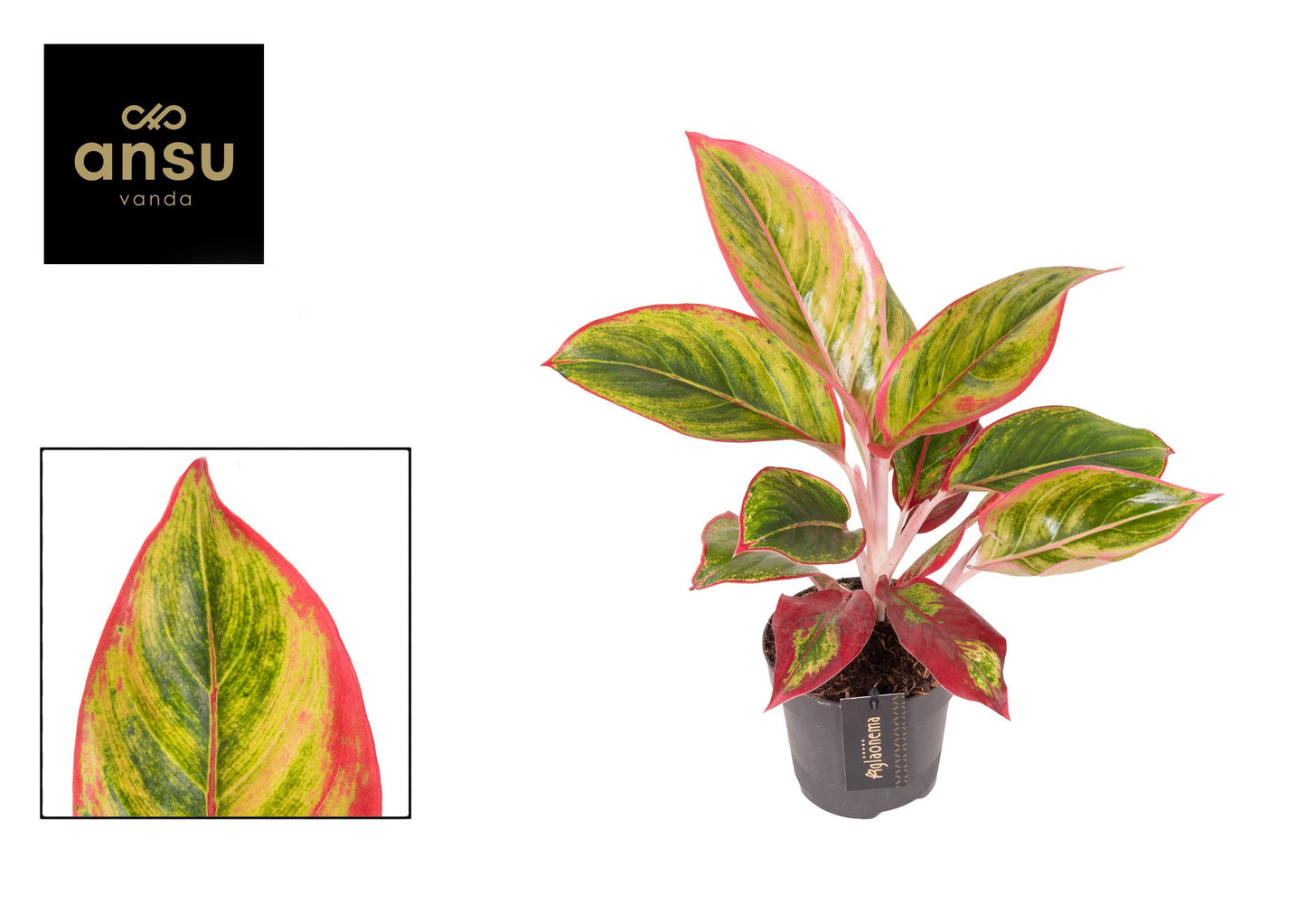 Aglaonema Hybrid 42cm 12cm Pot