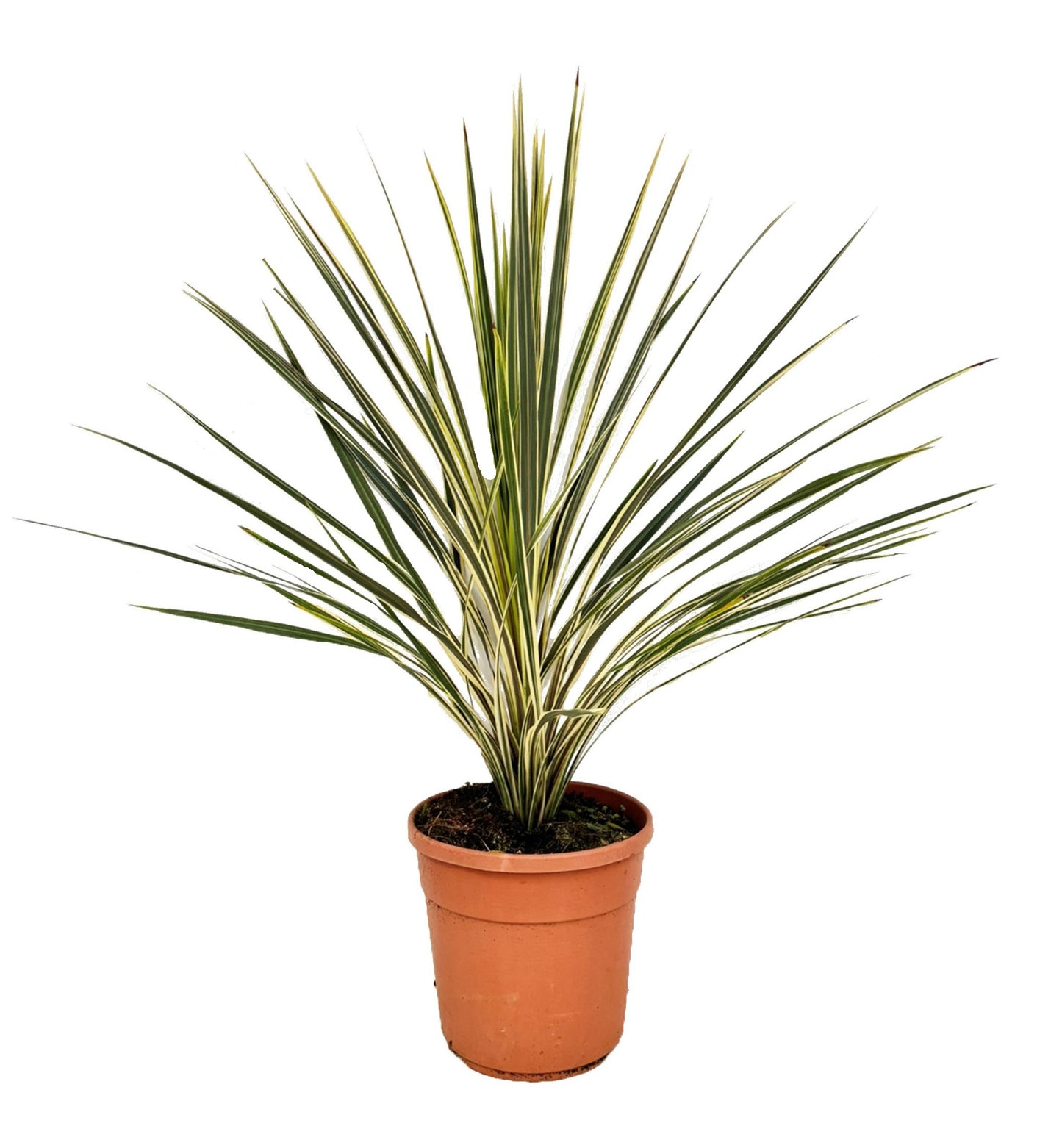 Cordyline 115cm 24cm Pot