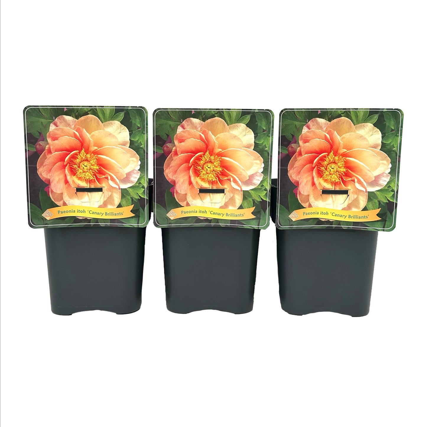 Gebr. Griffioen Paeonia Itoh Canary Brilliant Pack of 1