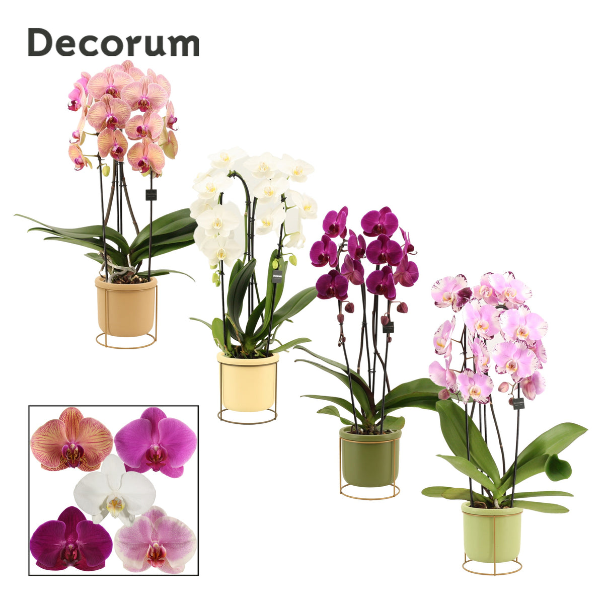 Phalaenopsis mix 55cm 12cm Pot