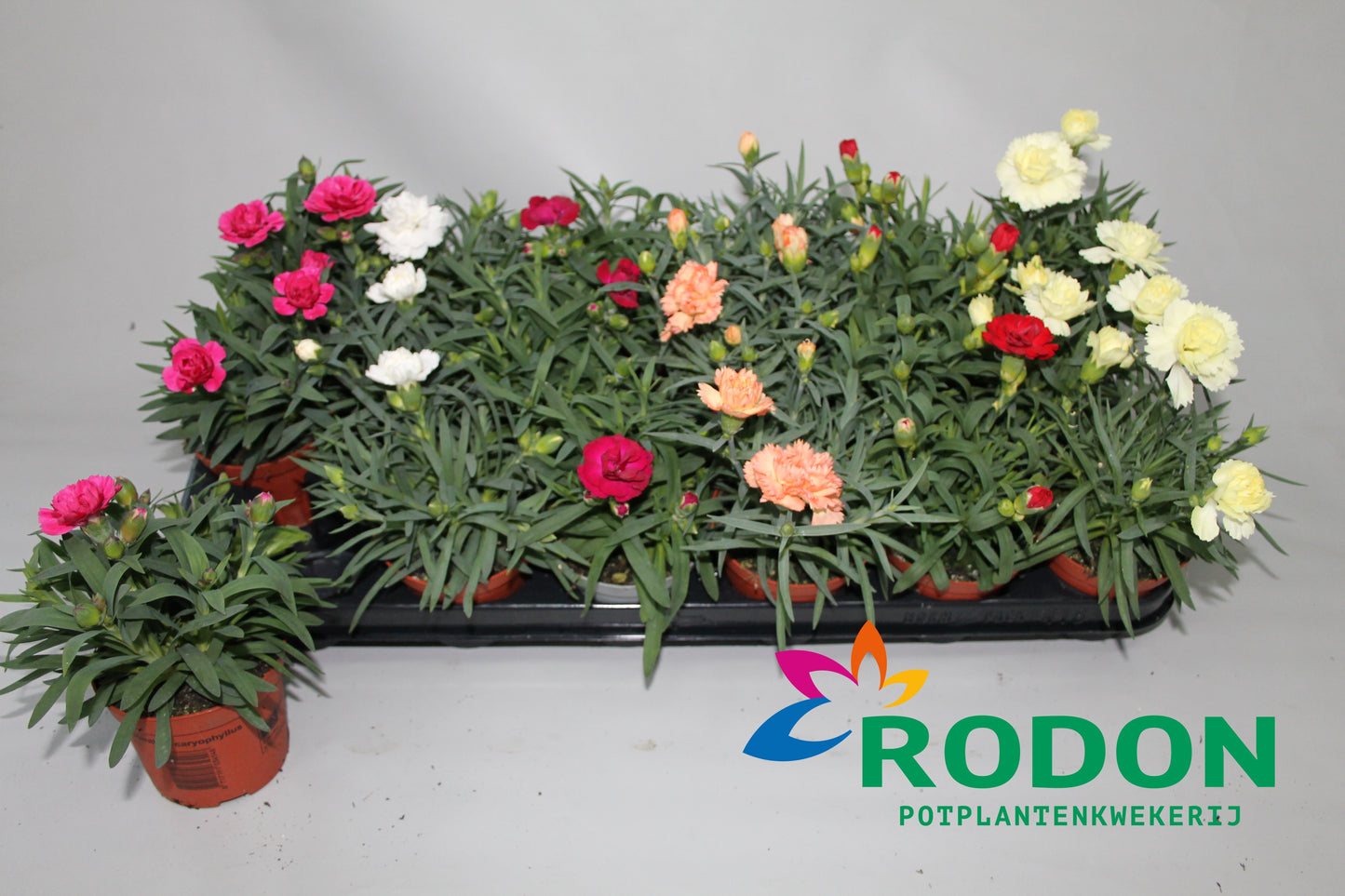 Dianthus mix 20cm 9cm Pot