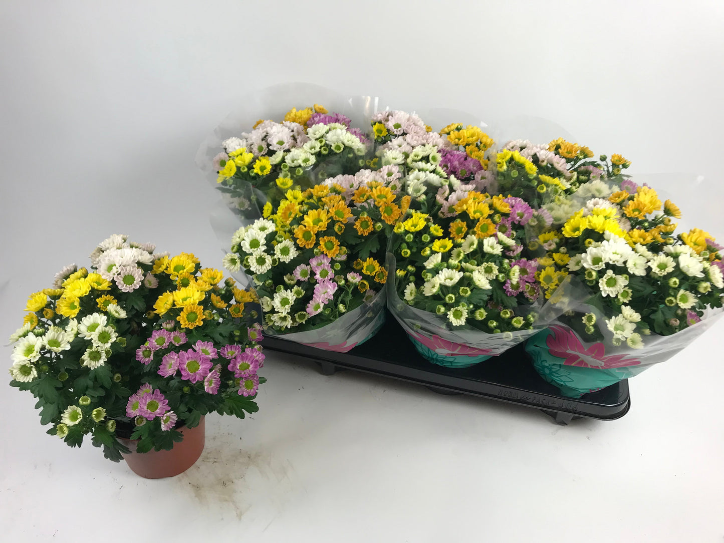 Chrysanthemum Rossi carnaval 27cm 14cm Pot