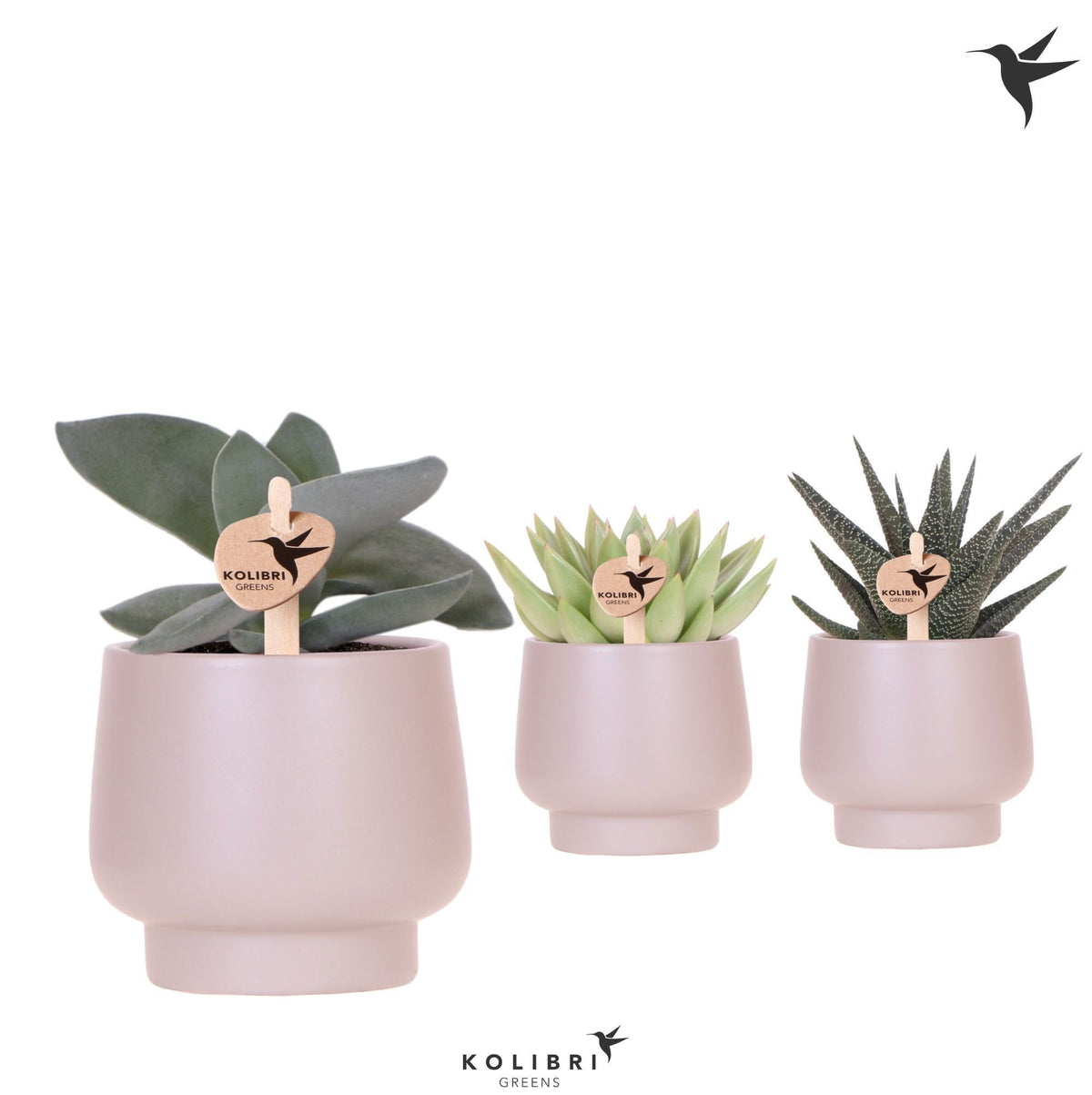 Succulent mix 22cm 9cm Pot
