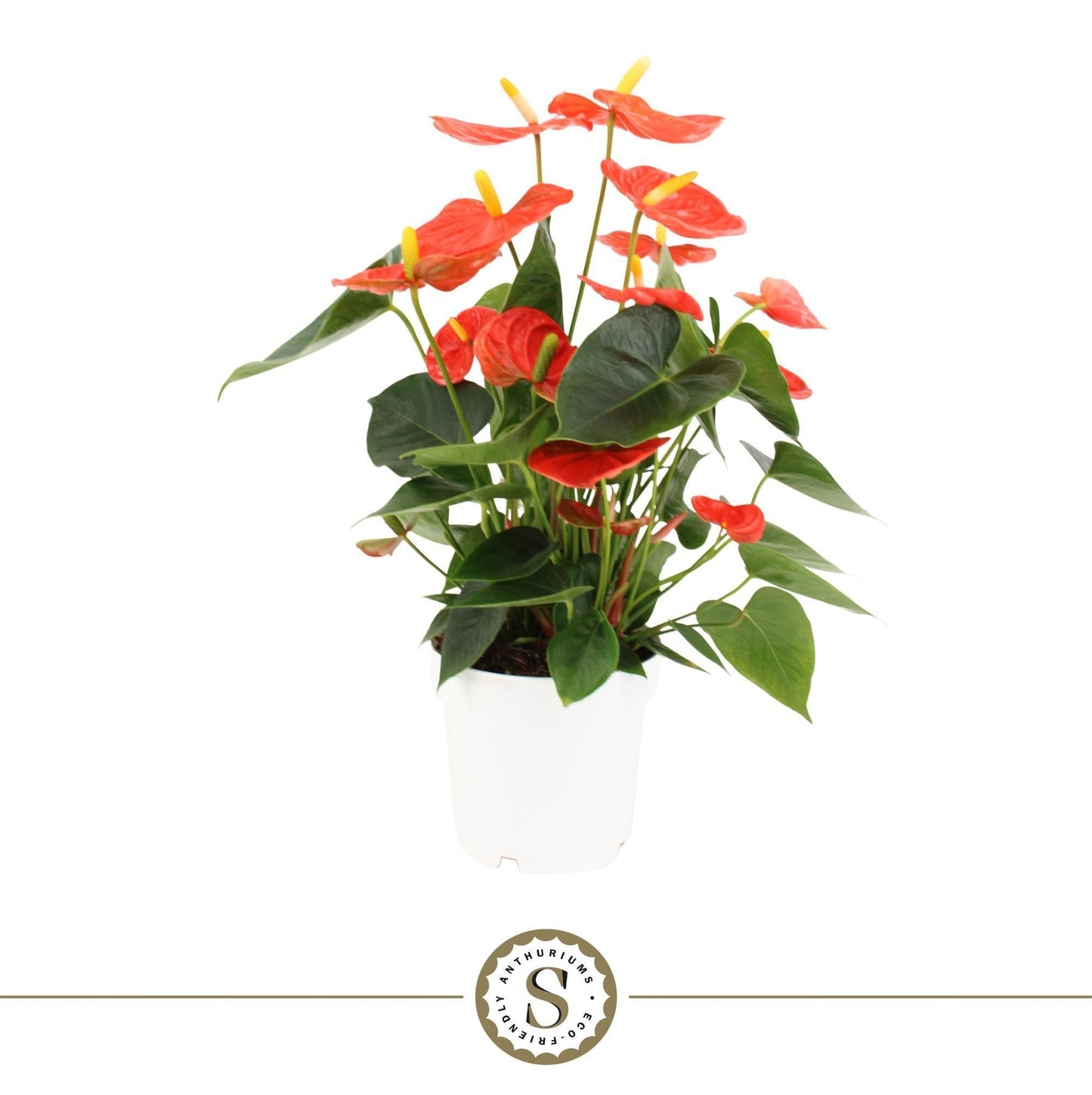 Anthurium Orange Champion 45cm 14cm Pot