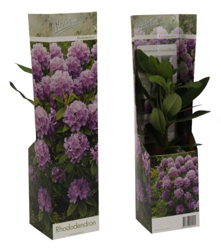 Rhododendron catawbiense mix 25cm 9cm Pot