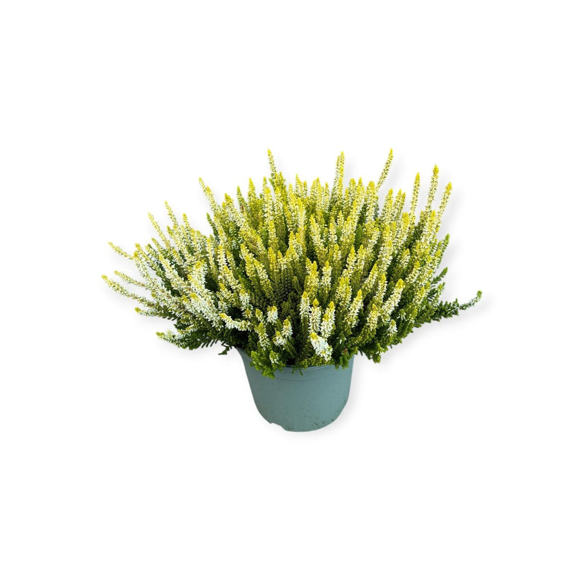 Calluna Beauty Ladies yellow 25cm 17cm Pot