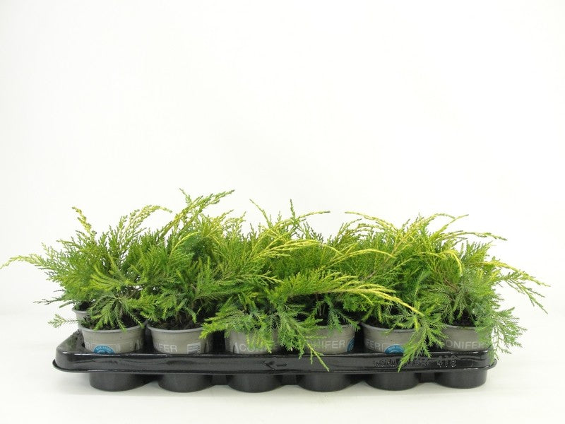 Juniperus pfitzeriana 15cm 9cm Pot