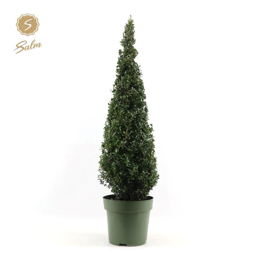 Ilex cren. Piramide 115cm 30cm Pot