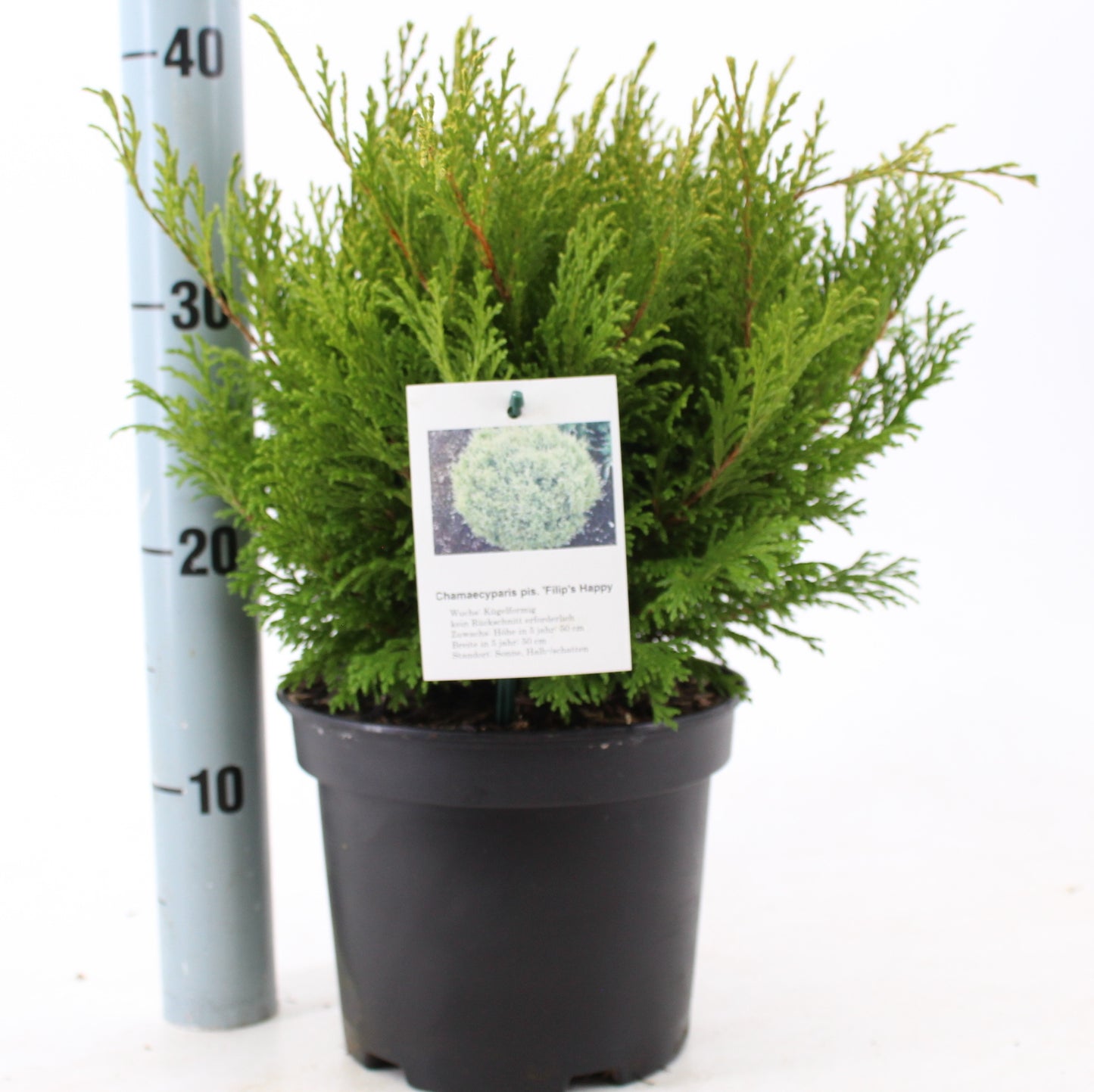 Chamaecyparis pisifera mix 30cm 19cm Pot