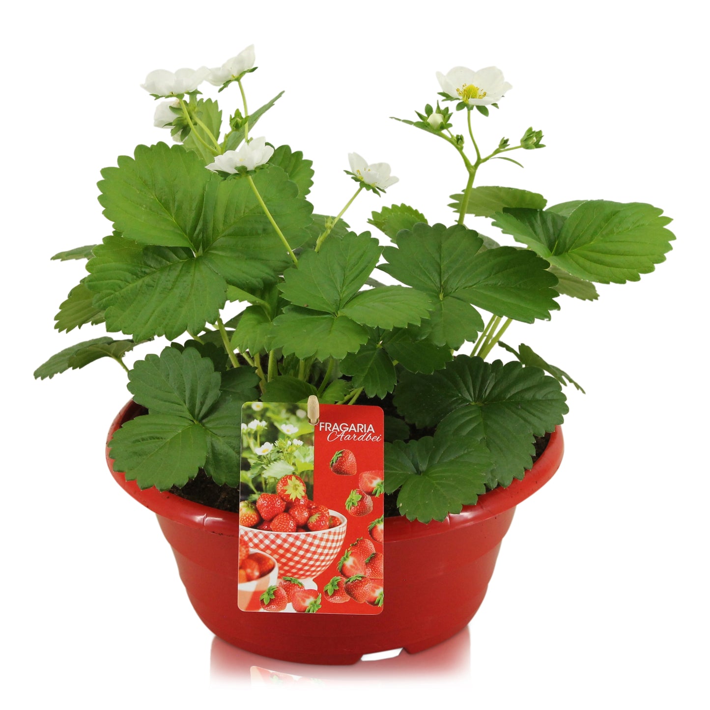 Fragaria ana. Beltran 25cm 23cm Pot