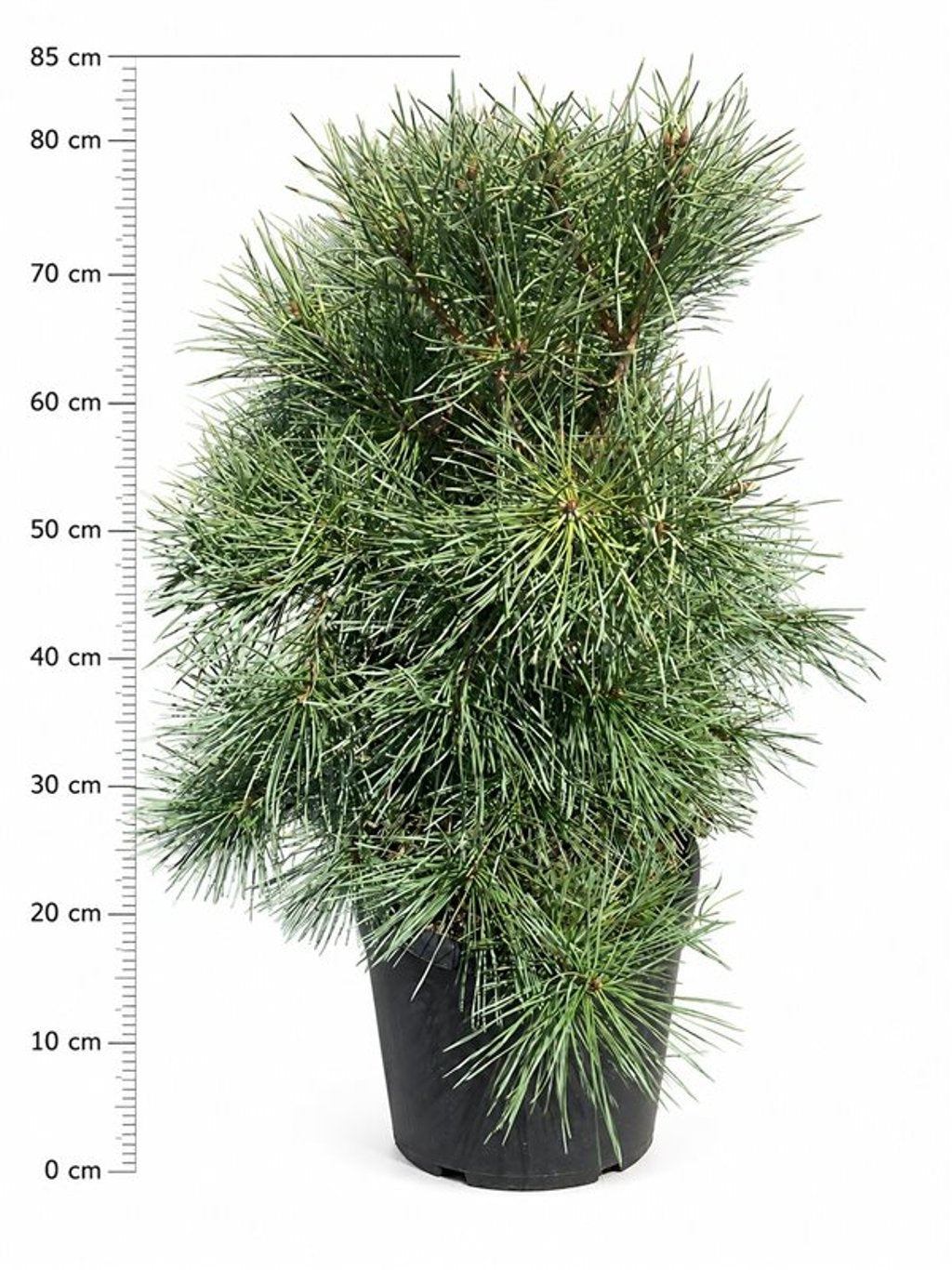 Pinus sylvestris 90cm 32cm Pot