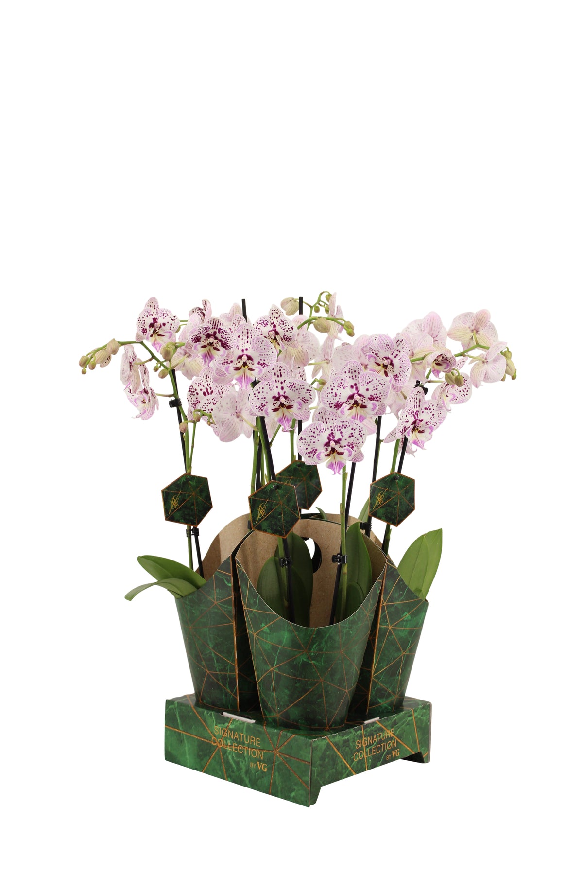 Phalaenopsis Hybrid 60cm 12cm Pot
