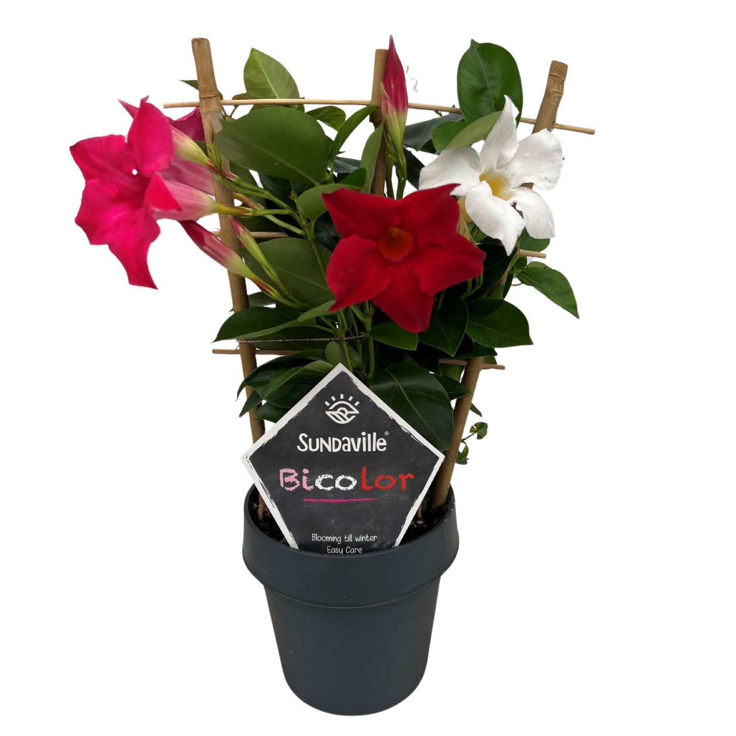 Mandevilla bicolor trellis 40cm 14cm Pot