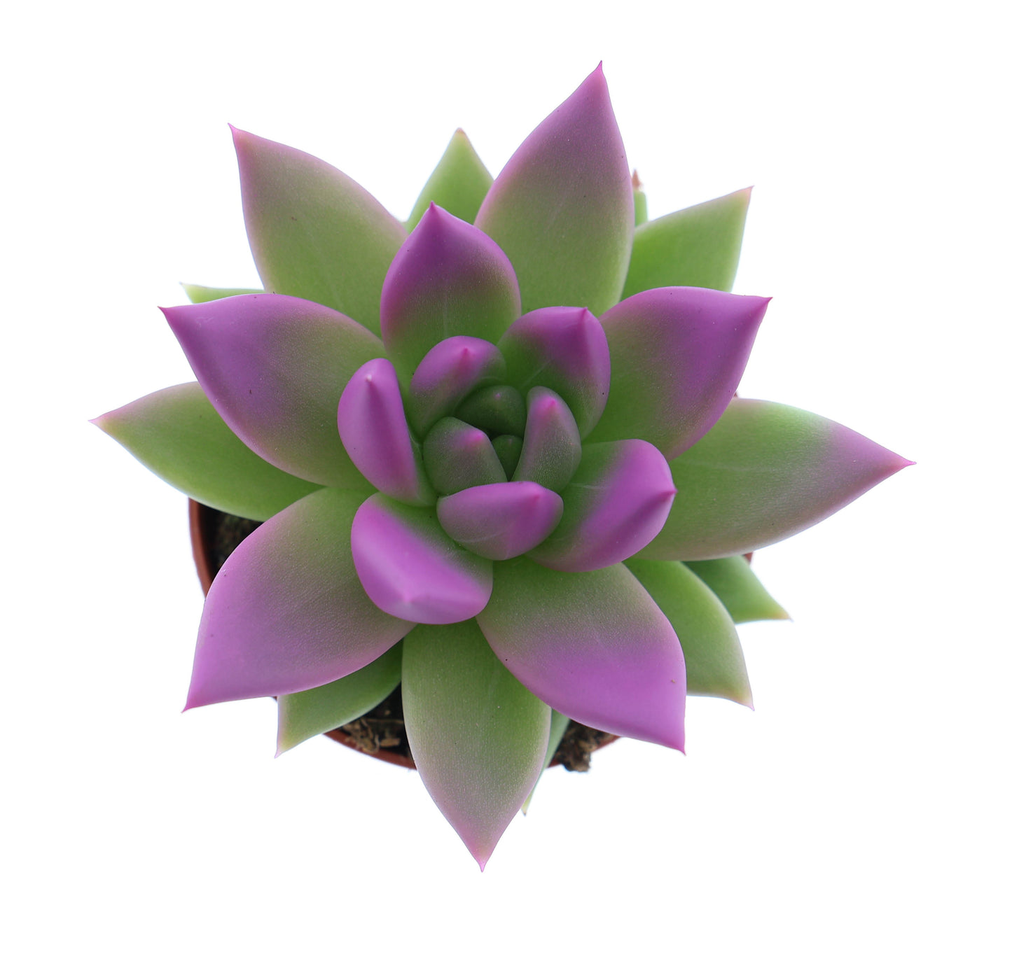 Miranda tips fuchsia 8cm 5.5cm Pot