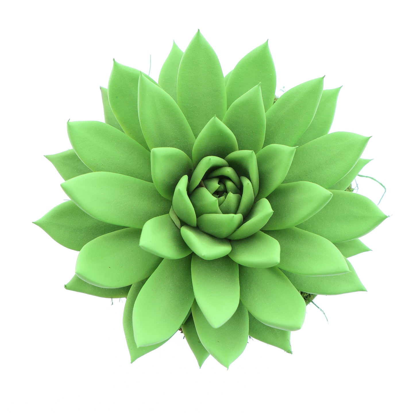 Euro Cactus Holland Bv Rainbow bright green Pack of 6