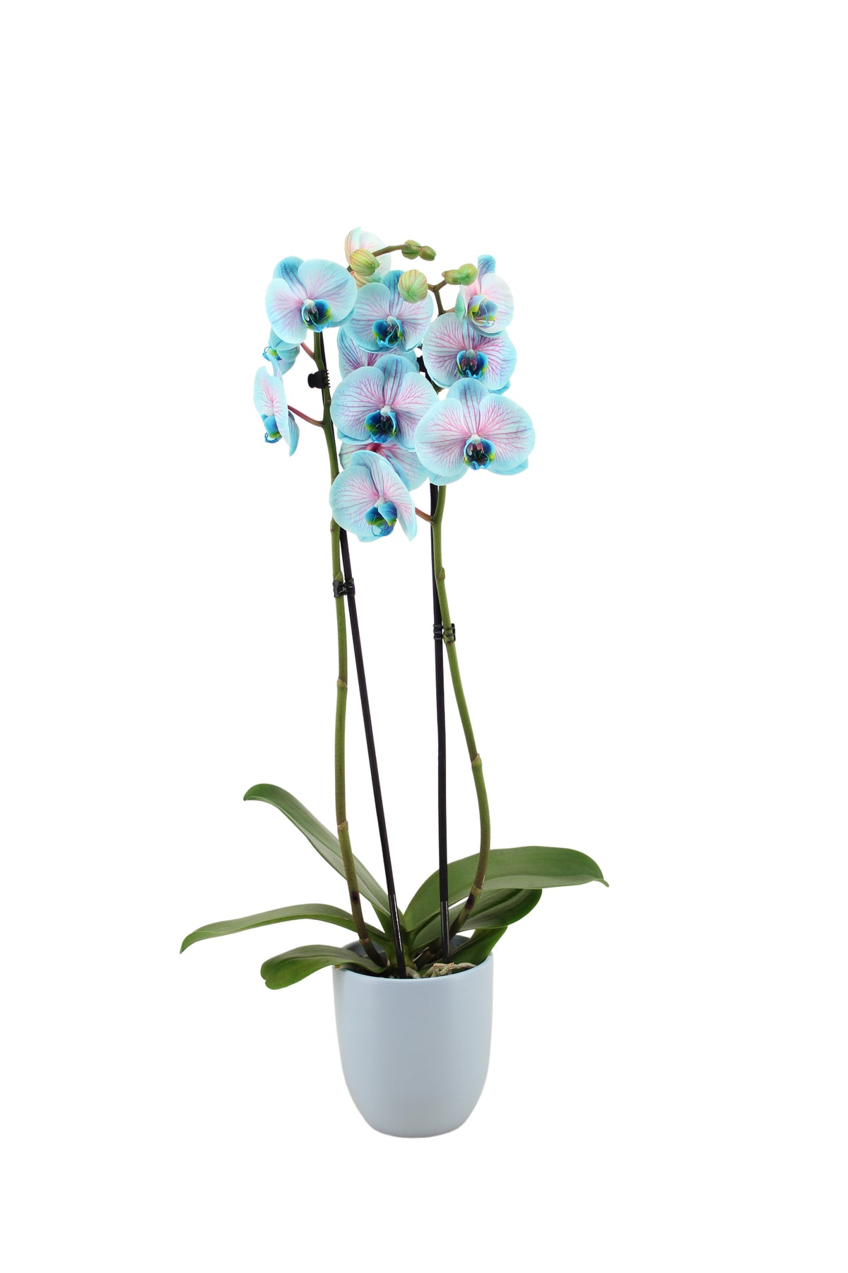 Phalaenopsis Hybrid 55cm 12cm Pot