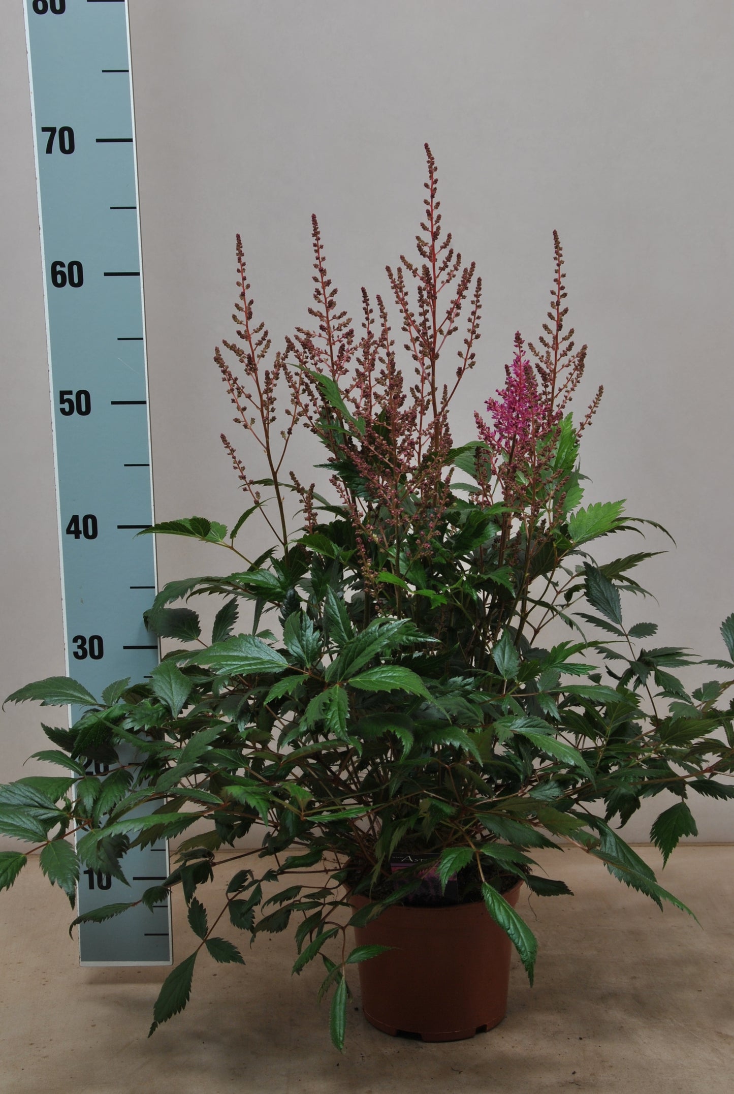 Astilbe jap. Mainz 55cm 15cm Pot
