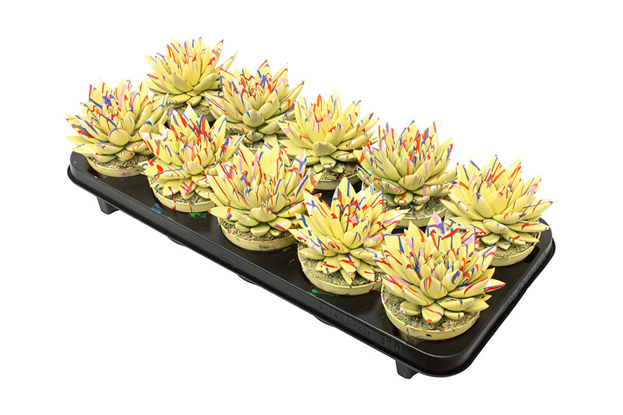 Echeveria colored Splash pastel yellow 13cm 10.5cm Pot