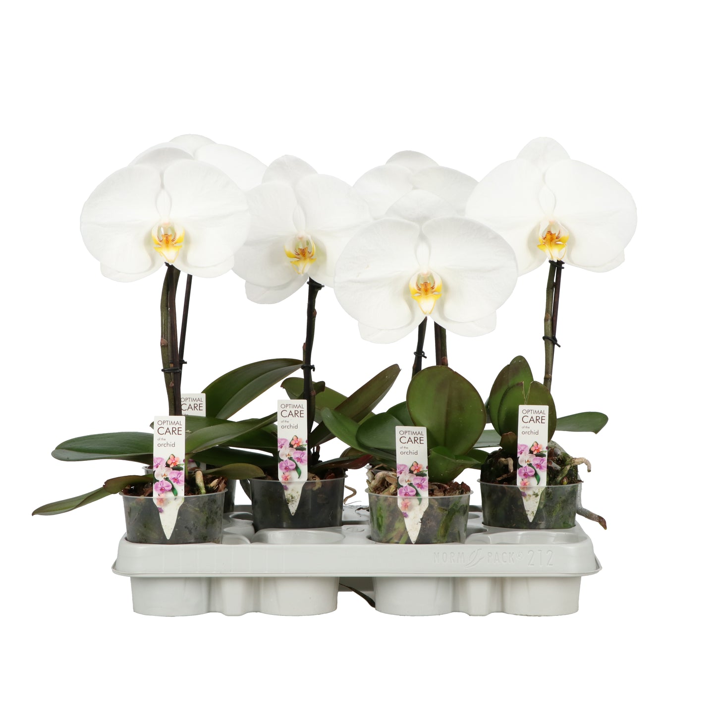 Phalaenopsis white 35cm 9cm Pot