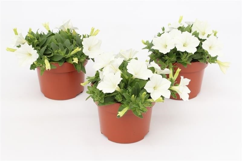 Petunia white 15cm 13cm Pot