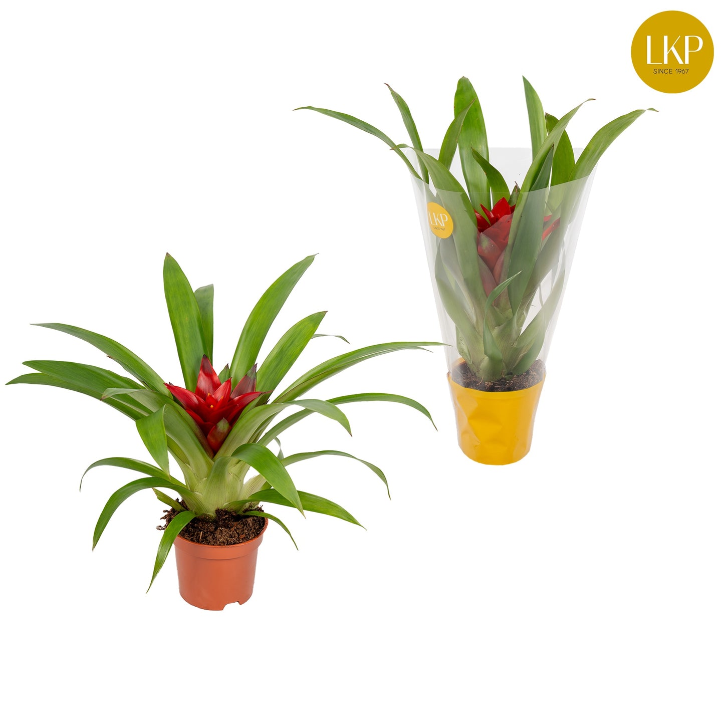 LKP plants Guzmania Blitz Pack of 11