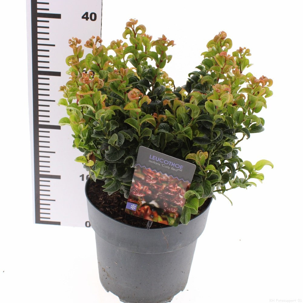 Leucothoe Curly Red 25cm 23cm Pot