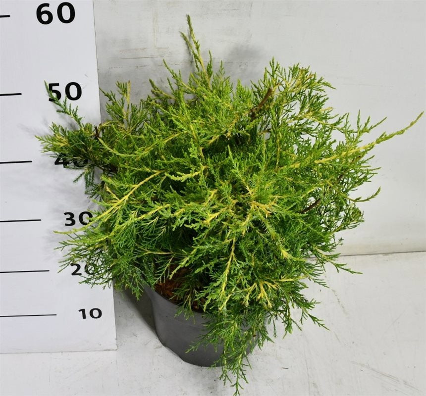Juniperus chin. Kuriwao Gold 55cm 26cm Pot
