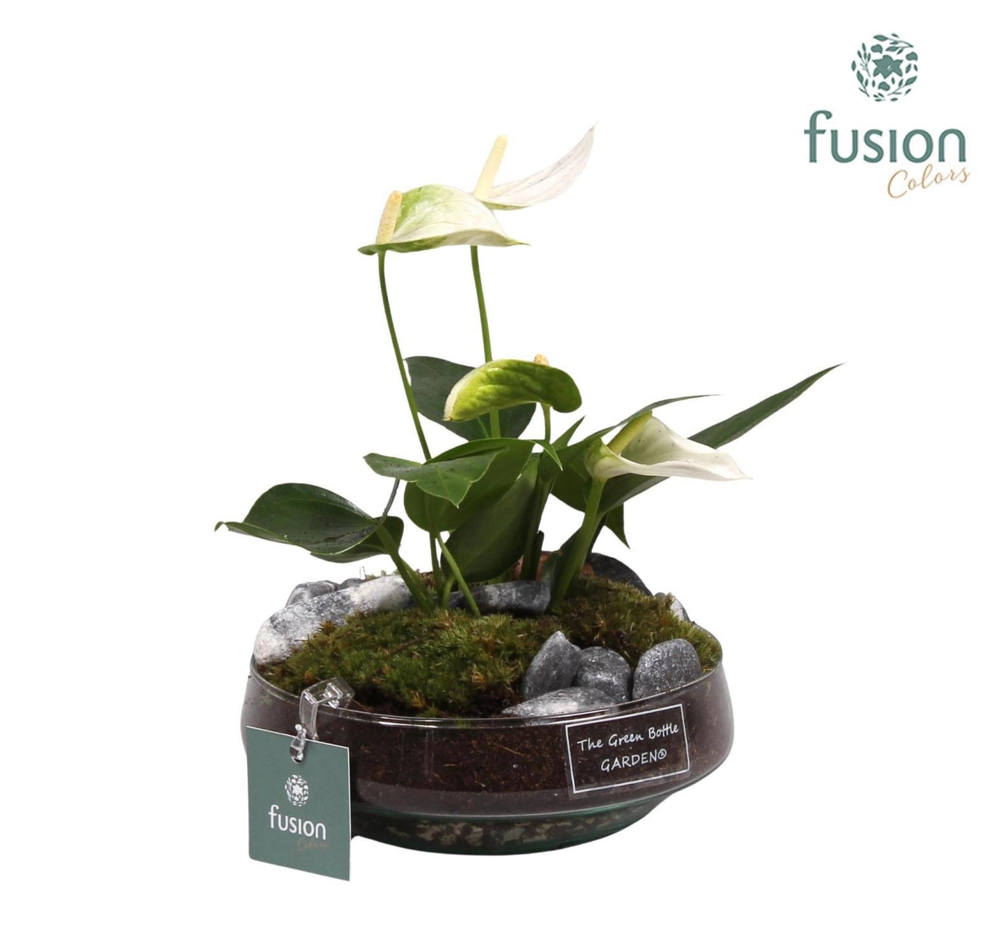 Green Bottle Iris Small met anthurium wit 20cm 15cm Pot