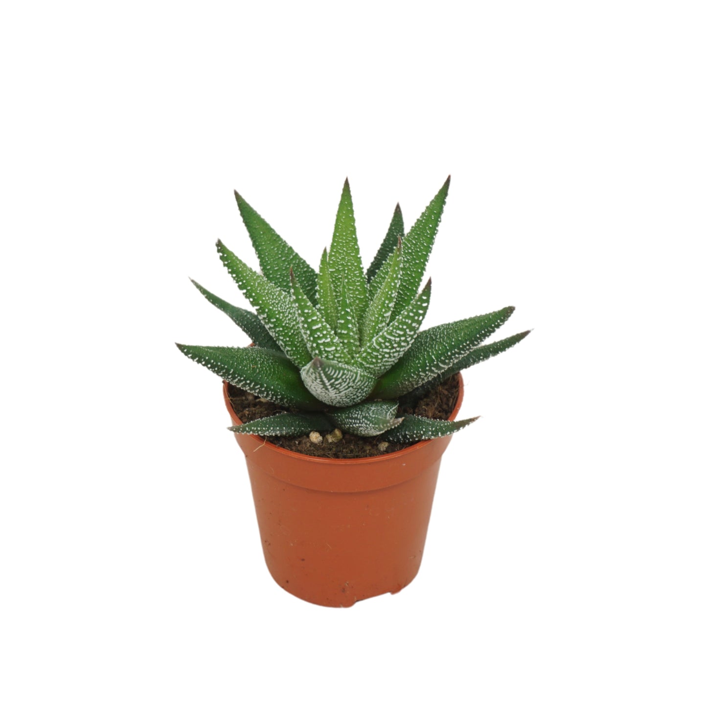 Haworthia Concolor 8cm 5.5cm Pot